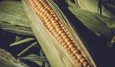 ũҵ��ѯ����