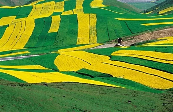 202002071581039098119710.jpg 640.webp (11).jpg